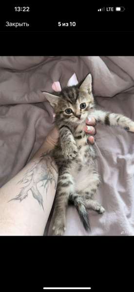 Котята шотландские в Москве фото 7