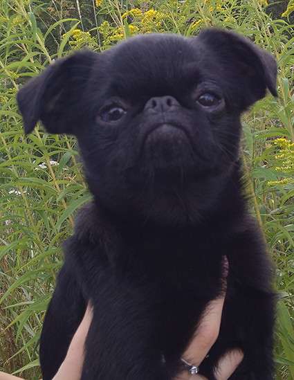 Великолепные щенки гриффона и пти-брабансона. Вязки в Москве фото 41