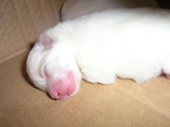 Лисята в Ростове-на-Дону фото 43