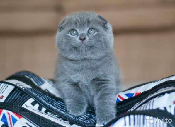 Котята-вислоухие и прямоухие в Костроме фото 21