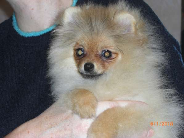 Щенки шпица