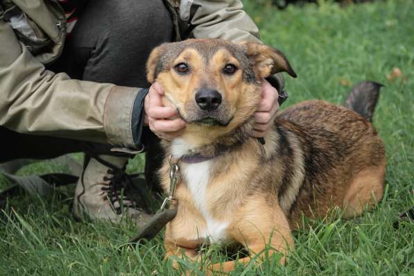 Очаровательная собачка компактного размера в Санкт-Петербурге фото 26