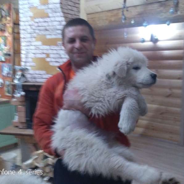 Маремма абруцкая овчарка в Челябинске фото 9