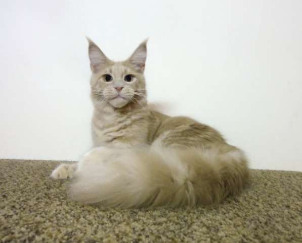 Кошечка мейн-кун из питомнника в Казани фото 43