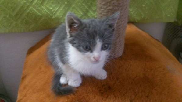 Эльза ждет хозяина в Ульяновске фото 4