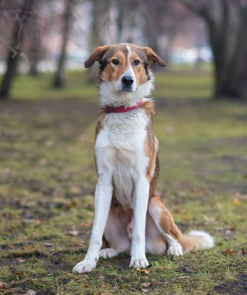 Джим - добропорядочный пёс ищет семью/ в Санкт-Петербурге фото 14