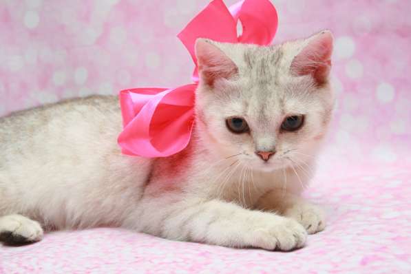 Кошки лучше любых aнтидепресaнтов в Долгопрудном фото 7