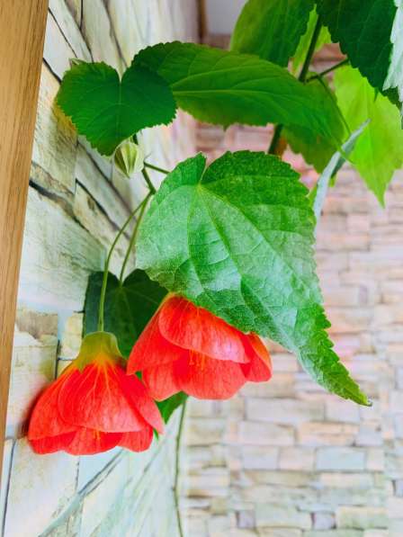 Abutilon Feuerwerk Абутилон в Челябинске