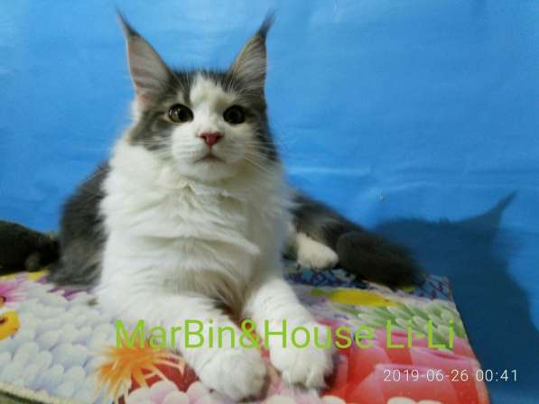 Продажа котят мейн кун из Луганского питомника MarBin&House в фото 7