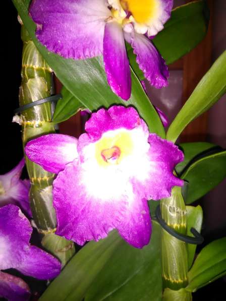 Орхидеи ароматные в фото 6