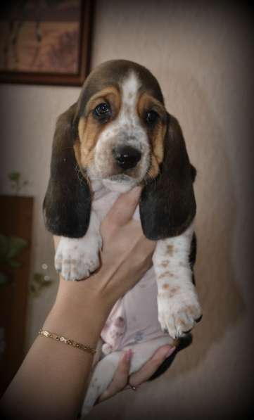 Щенки Бассет-хаунд в Армавире фото 33