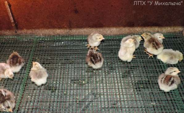 Цыплята породы Борковская Барвистая в Железнодорожном фото 3