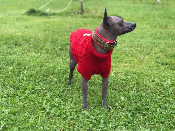 Комбинезоны и свитера для Ксоло, Перуанских голых собак в Москве фото 5
