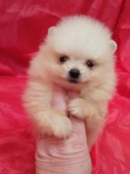 Померанский шпиц -две миниатюрные девочки в Солнечногорске фото 18