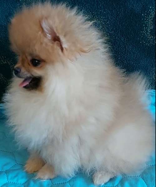 Померанский шпиц. Мини в фото 7