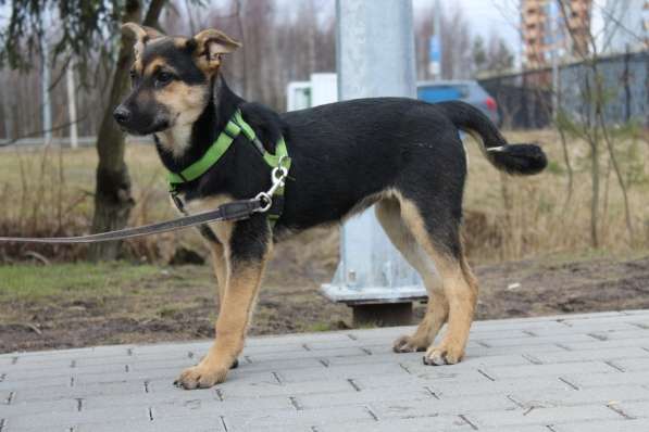 Хорошенькая смешная собачка, 5 месяцев в Санкт-Петербурге фото 4