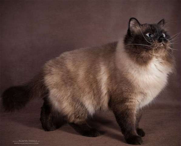 СИБИРСКИЕ МАЛЫШИ ПУШИСТИКИ в Москве фото 9