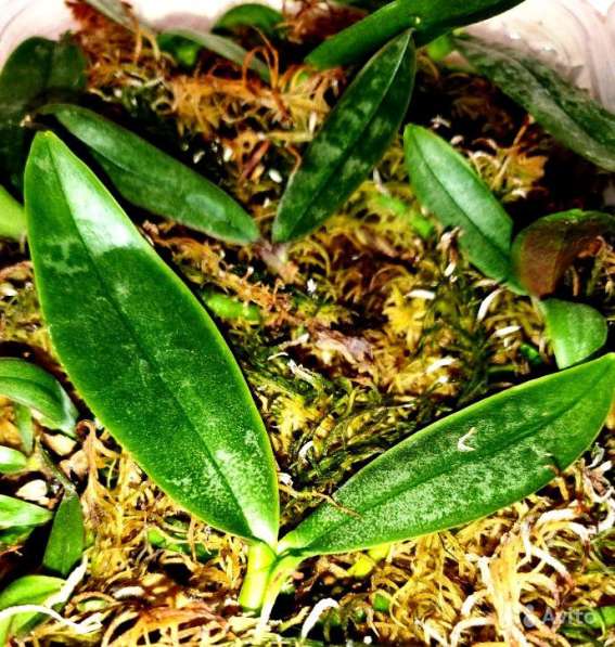 Орхидея stuartiana x sib миленькие детки сеянцы в Калининграде