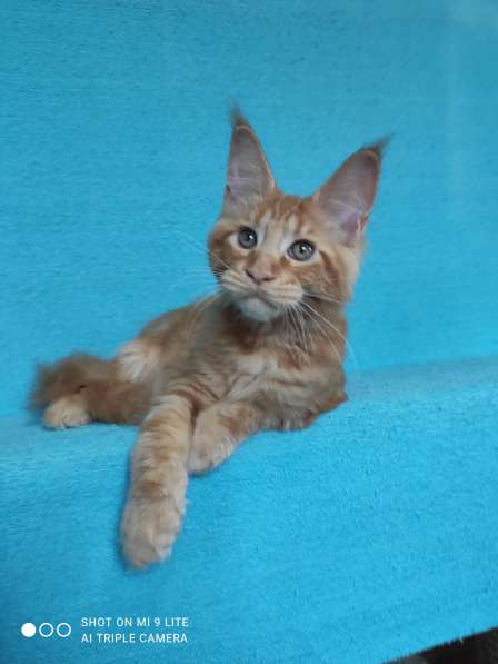 Котик мейн-кун из питомника в Владимире фото 18