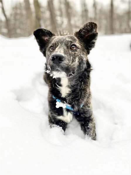 Некрупный красивый мальчик Харви в добрые руки в Москве фото 11