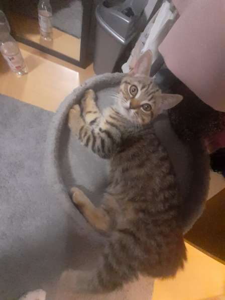 Котята британские в фото 7