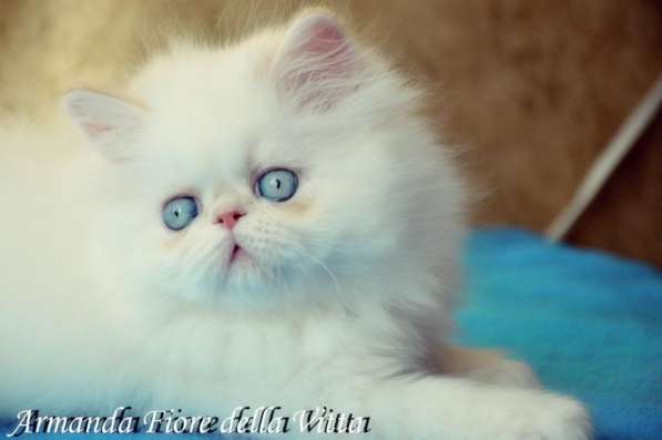 Персидские котята в Москве фото 6