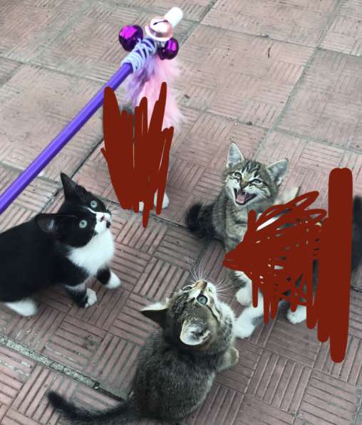 Котята ищут новых любящих хозяев в Железногорске фото 11