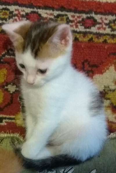 Прелестный котёночек (мальчик) ищет заботливую семью в Ростове-на-Дону фото 9