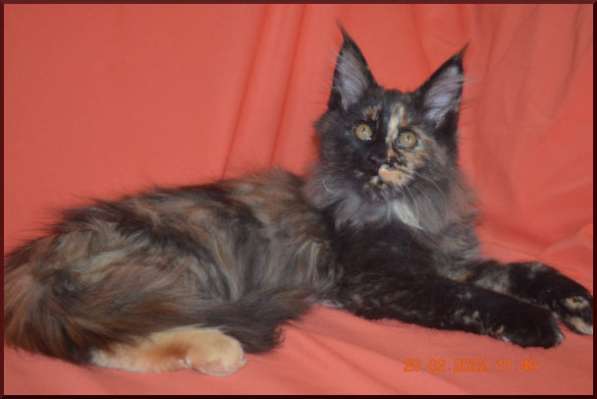 Роскошный черный котик мейн-кун из питомника в Астрахани фото 81