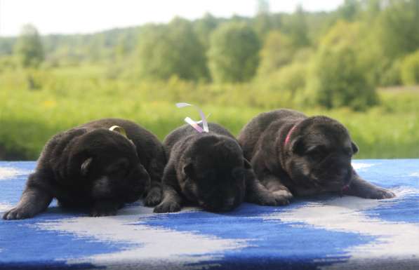 Резерв Шикарные щенки ВЕО в Москве фото 9