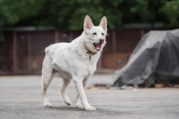 Пломбир ищет свою семью в Москве фото 18