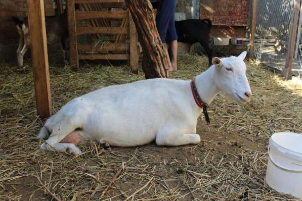 Продаются козы и козлята разных пород в Кизляре фото 3
