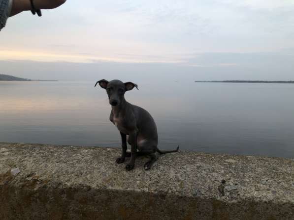 Italian greyhound. Левретка. Самая маленькая борзая в фото 3