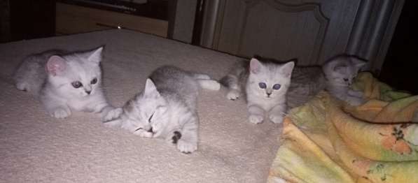 Продаются котята, чистокровные британочки!Срочно! в фото 9