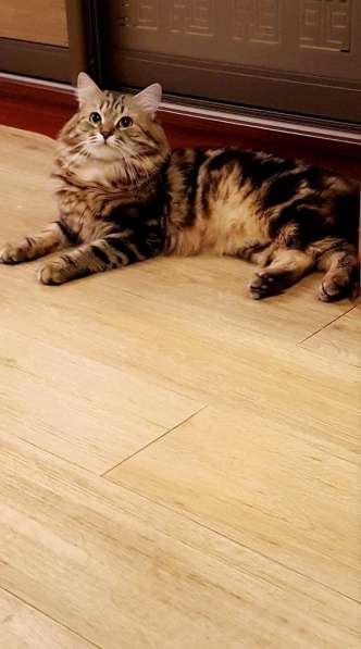 МАМОЧКИН СИБИРЯК в Москве