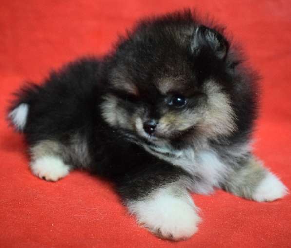 Померанский шпиц. Мини - мишка. Black tan в 