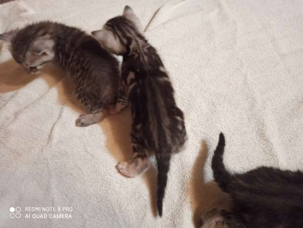 Котята породы Сококе +- три недели, мальчик и две девочки. Б в Подольске фото 9