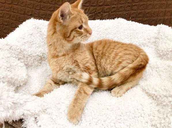 Рыжий косоглазый котик Печенькин ищет дом в Москве фото 7