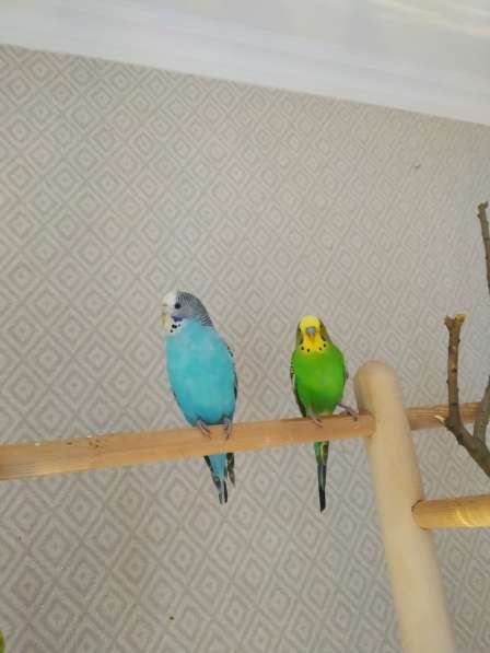 Волнистые попугаи, Получехи -От Заводчика в Мытищи фото 3
