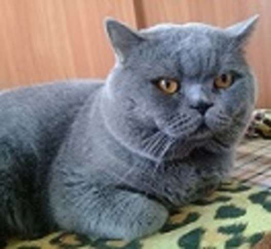 Вязка : Опытный Шотландский кот-Красавец.кот на вязку в Москве фото 5