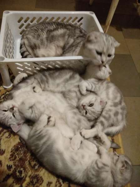 Шотландские котята в Санкт-Петербурге фото 7
