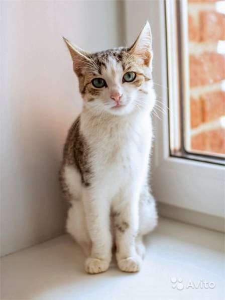 Милые домашние девочки-котята Мурочка и Масенька в Москве фото 6