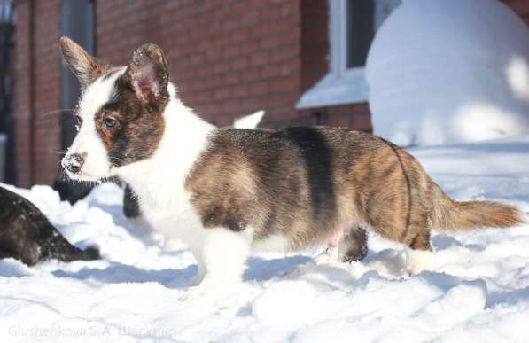 Продается щенок вельш корги кардиган в Тольятти фото 8