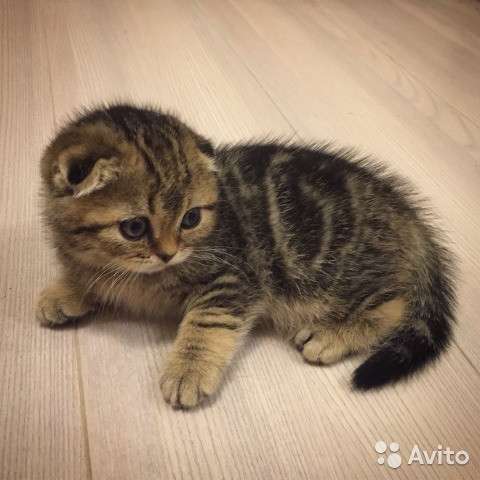 Котята-вислоухие и прямоухие в Костроме фото 16