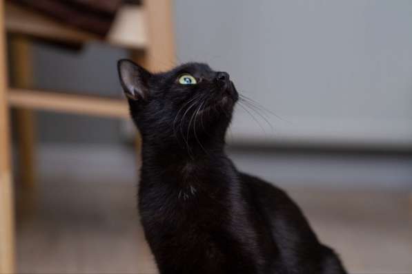 Ласковая черненькая кошечка Мия срочно ищет дом в фото 6