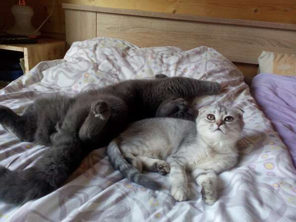 Котенок шотландской вислоухой в Санкт-Петербурге