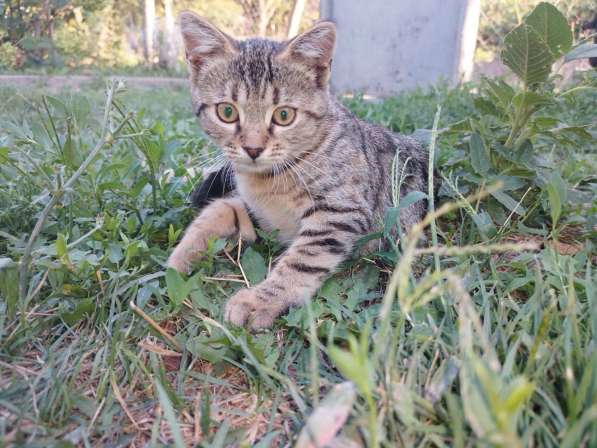 Котята в дар в хорошие руки в Бахчисарае фото 3