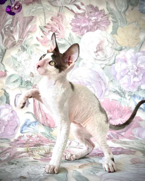 Cornishrex в 