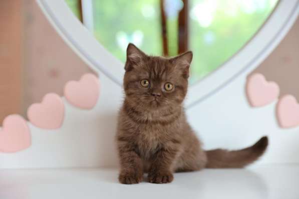 Продается замечательная британская кошечка-котенок