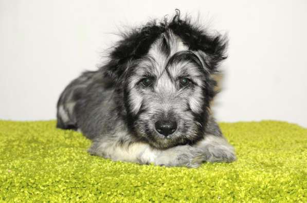 The Skye Terrier. Puppies в 